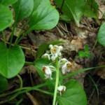 Применение в гинекологии травы грушанки круглолистной грушанка круглолистная фото