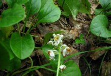 Применение в гинекологии травы грушанки круглолистной грушанка круглолистная фото