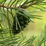Рецепты и лечебные свойства хвои сосны в народной медицине хвоя сосны фото