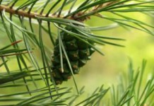 Рецепты и лечебные свойства хвои сосны в народной медицине хвоя сосны фото