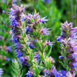 Применение иссопа лекарственного — фото и описание иссоп лекарственный фото