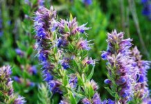 Применение иссопа лекарственного — фото и описание иссоп лекарственный фото