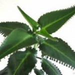 Растение каланхоэ: лечебные свойства и противопоказания листа при насморке каланхоэ фото лечебные свойства