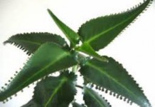 Растение каланхоэ: лечебные свойства и противопоказания листа при насморке каланхоэ фото лечебные свойства