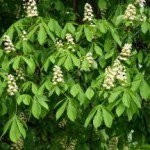 Лечебные свойства и применение экстракта из плодов конского каштана каштан конский лечебные свойства и применение фото