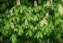 Лечебные свойства и применение экстракта из плодов конского каштана каштан конский лечебные свойства и применение фото