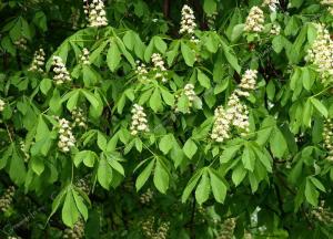 Лечебные свойства и применение экстракта из плодов конского каштана каштан конский лечебные свойства и применение фото