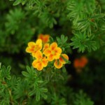 Чем полезен курильский чай — полезные свойства и противопоказания курильский чай фото