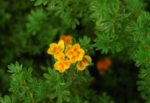 Чем полезен курильский чай — полезные свойства и противопоказания курильский чай фото