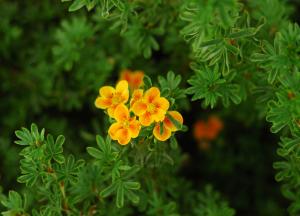 Чем полезен курильский чай — полезные свойства и противопоказания курильский чай фото