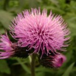 Где растет левзея сафлоровидная — полезные свойства и противопоказания настойки и препаратов левзея сафлоровидная фото