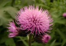 Где растет левзея сафлоровидная — полезные свойства и противопоказания настойки и препаратов левзея сафлоровидная фото