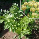 Листья растения любисток: полезные свойства для мужчин любисток фото растения