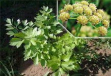 Листья растения любисток: полезные свойства для мужчин любисток фото растения