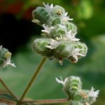 Майоран: лечебные свойства и противопоказания, фото растения майоран фото