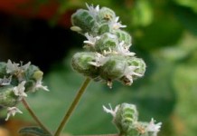 Майоран: лечебные свойства и противопоказания, фото растения майоран фото