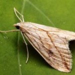 Применение настойки восковой моли в народной медицине — рекомендации и дозы настойка восковой моли инструкция по применению