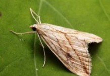 Применение настойки восковой моли в народной медицине — рекомендации и дозы настойка восковой моли инструкция по применению