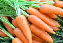 Польза и вред ботвы и сока моркови для женщин, мужчин и беременных морковь польза и вред для организма