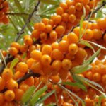 Сок и масло облепихи: полезные и лечебные свойства листьев, противопоказания облепиха польза и вред