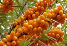 Сок и масло облепихи: полезные и лечебные свойства листьев, противопоказания облепиха польза и вред