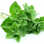 Лечебные свойства и противопоказания приправы и масла орегано орегано приправа фото