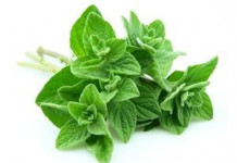 Лечебные свойства и противопоказания приправы и масла орегано орегано приправа фото