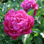 Настойка корня пиона: инструкция по применению, противопоказания для детей настойка пиона инструкция по применению