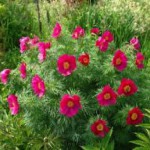 Марьин корень полезные и лечебные свойства цветов марьин корень лечебные свойства и противопоказания