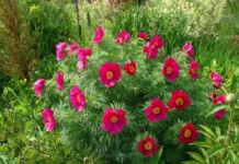 Марьин корень полезные и лечебные свойства цветов марьин корень лечебные свойства и противопоказания