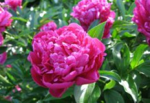 Настойка корня пиона: инструкция по применению, противопоказания для детей настойка пиона инструкция по применению