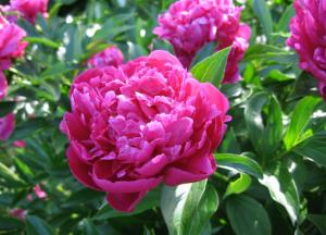 Настойка корня пиона: инструкция по применению, противопоказания для детей настойка пиона инструкция по применению