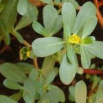 Как приготовить портулак огородный — лечебные свойства растения портулак огородный фото