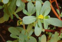 Как приготовить портулак огородный — лечебные свойства растения портулак огородный фото