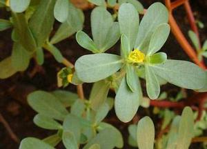 Как приготовить портулак огородный — лечебные свойства растения портулак огородный фото