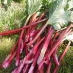 Листья и корень ревеня: польза и вред сока для организма ревень польза и вред рецепты фото