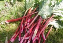 Листья и корень ревеня: польза и вред сока для организма ревень польза и вред рецепты фото