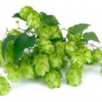 Лечебные свойства и противопоказания шишек хмеля в народной медицине шишки хмеля лечебные свойства и противопоказания