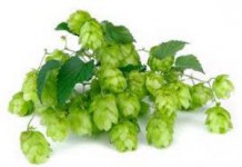 Лечебные свойства и противопоказания шишек хмеля в народной медицине шишки хмеля лечебные свойства и противопоказания