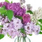 Что можно лечить настойкой цветков сирени — рецепты для суставов сирень лечебные свойства и противопоказания