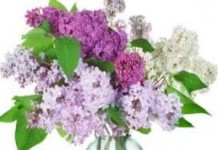 Что можно лечить настойкой цветков сирени — рецепты для суставов сирень лечебные свойства и противопоказания