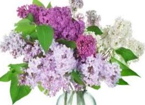 Что можно лечить настойкой цветков сирени — рецепты для суставов сирень лечебные свойства и противопоказания