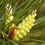 Рецепты из сосновой пыльцы: лечение и противопоказания в народной медицине сосновая пыльца