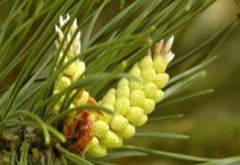 Рецепты из сосновой пыльцы: лечение и противопоказания в народной медицине сосновая пыльца