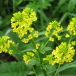 Трава сурепка: лечебные свойства и противопоказания сурепка фото лечебные свойства