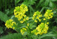 Трава сурепка: лечебные свойства и противопоказания сурепка фото лечебные свойства