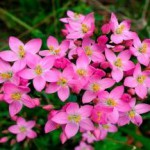 Трава золототысячник: лечебные свойства и противопоказания, фото, инструкция по применению трава золототысячник фото