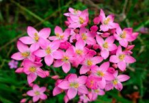 Трава золототысячник: лечебные свойства и противопоказания, фото, инструкция по применению трава золототысячник фото