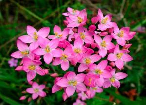 Трава золототысячник: лечебные свойства и противопоказания, фото, инструкция по применению трава золототысячник фото