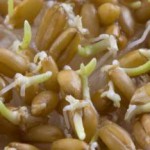 Как принимать пророщенную пшеницу — польза и вред для организма польза и вред пророщенной пшеницы